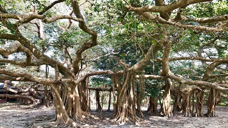 ৫০০ বছরের পুরনো রহস্য: ধামরাইয়ের বিশালাকার ষাইট্টা বটগাছ ভ্রমণ গাইড