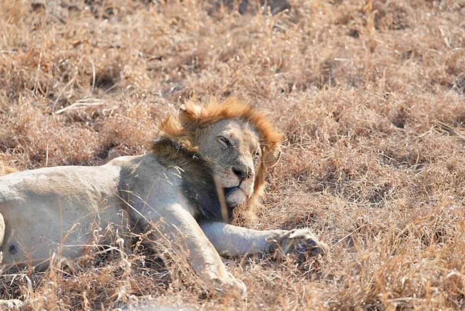 Africa Safari Grand — 18 Days