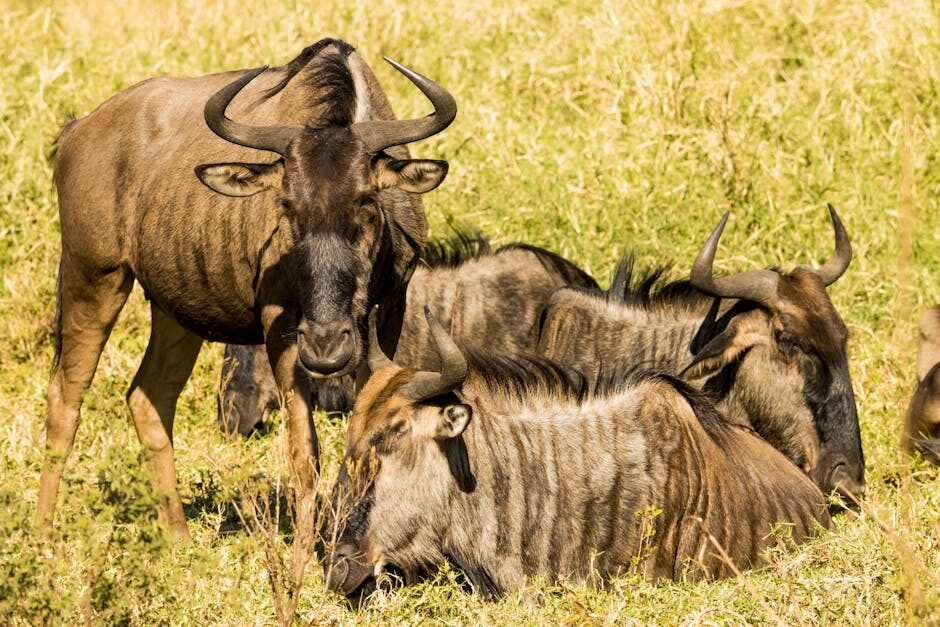 Africa Trio: Kenya+Zanzibar+Maldives 14 Days