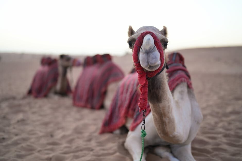 Dubai Desert Adventure — 5 Days
