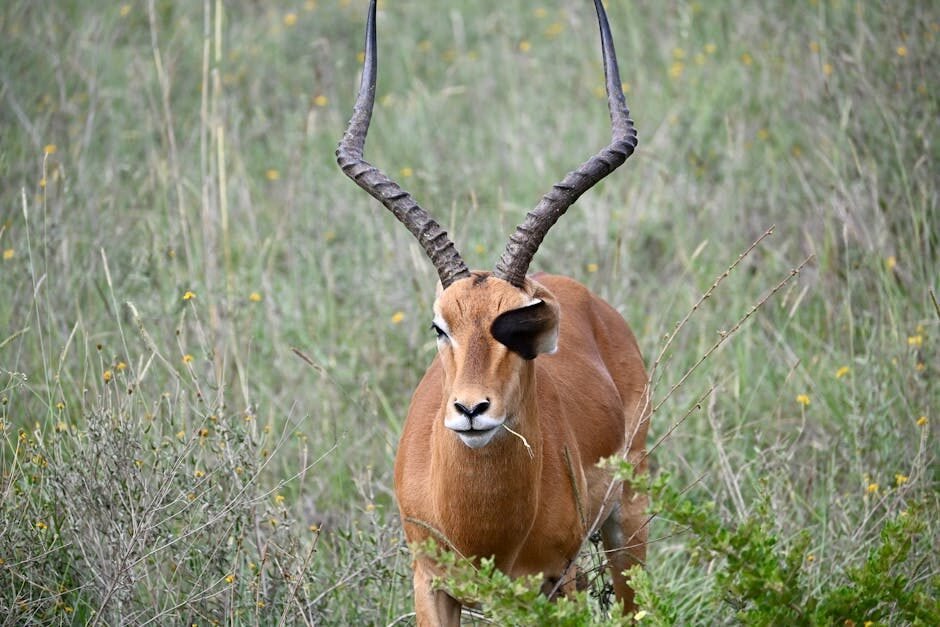 Kenya Budget Safari 7 Days