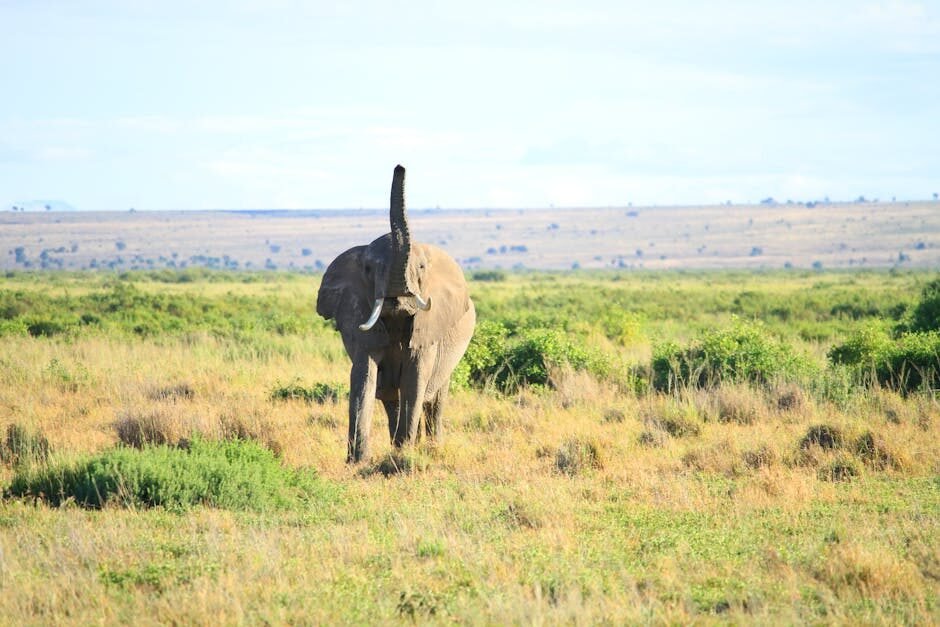 Kenya Safari 7 Days