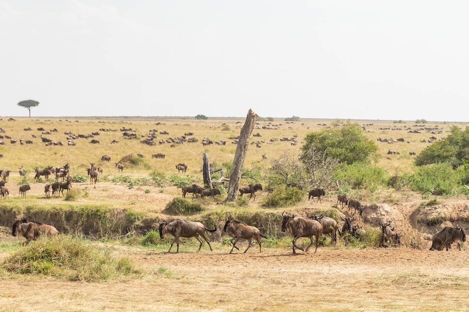Kenya
