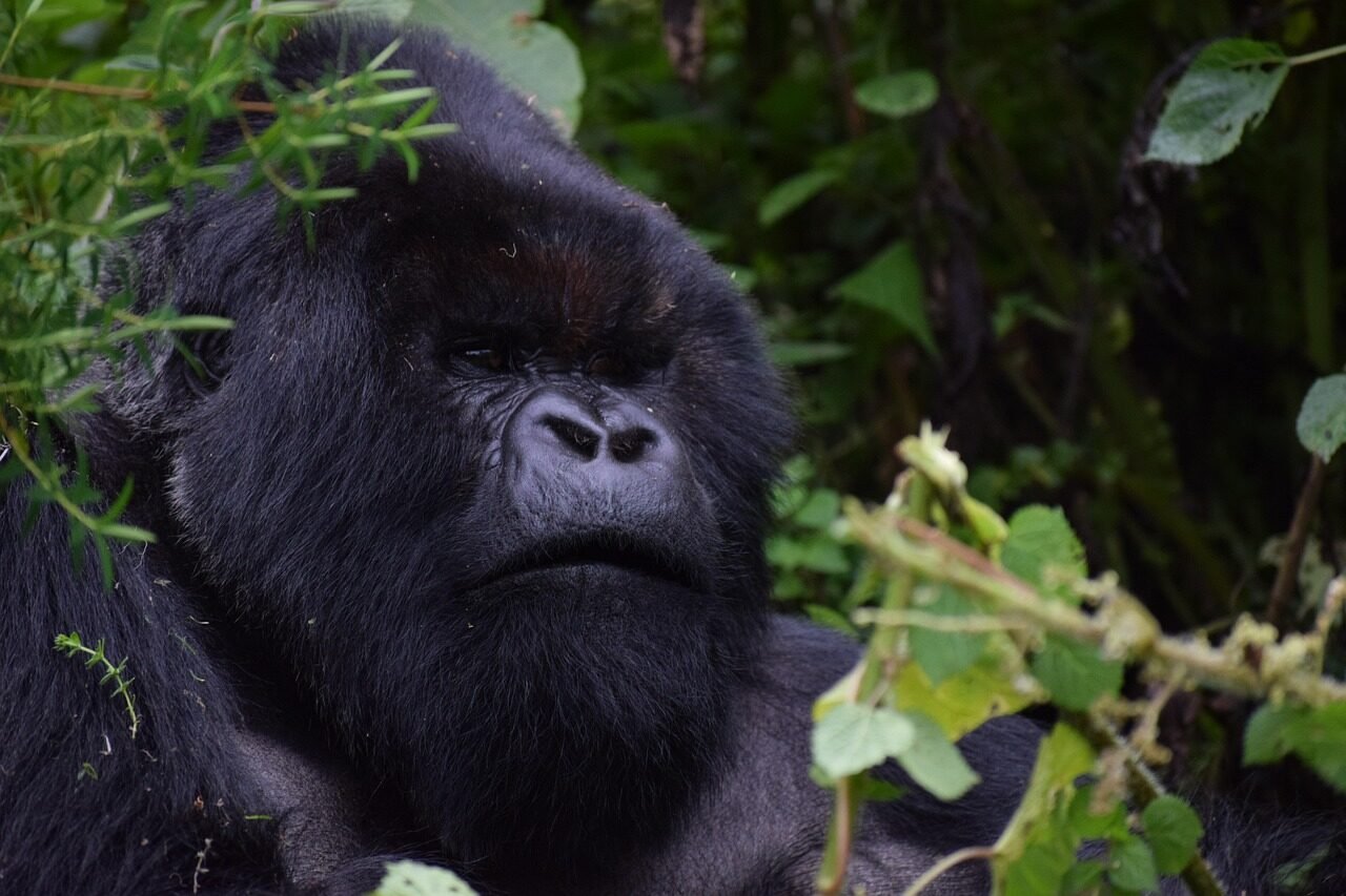 Rwanda