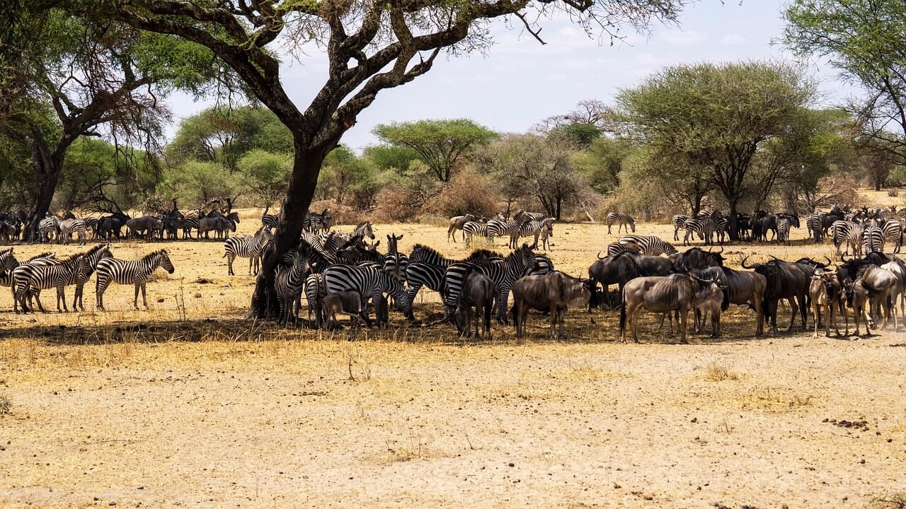 Tanzania