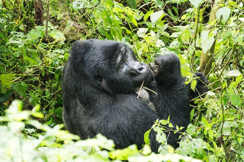 Uganda