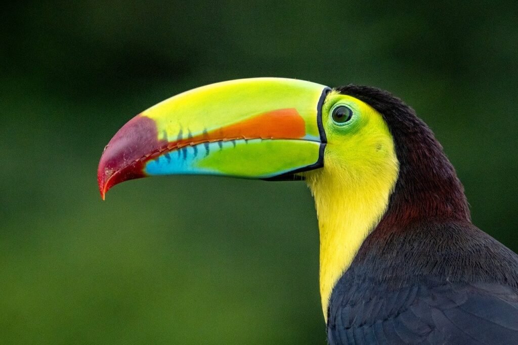 Central African Republic Solo Tour