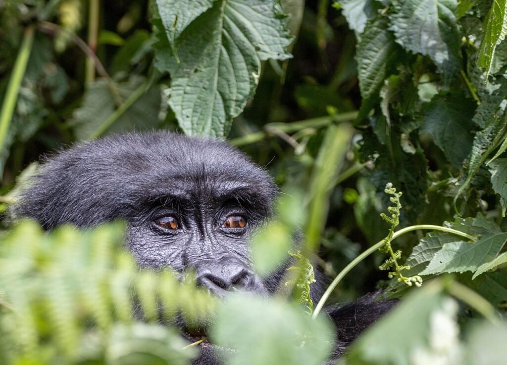 Uganda Top 10 Activities